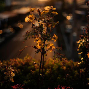 Meet your Posher, Amina